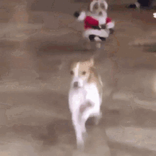 IMG_5778.gif