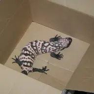 gqbandit93