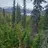 Rooster40